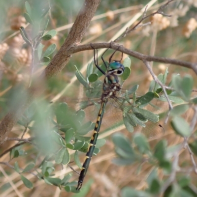 Hemicordulia australiae (Australian Emerald) at Murrumbateman, NSW - 5 Jan 2023 by SimoneC