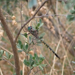 Hemicordulia australiae at Murrumbateman, NSW - 5 Jan 2023