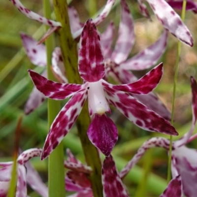 Dipodium variegatum (Blotched Hyacinth Orchid) at Jervis Bay National Park - 31 Dec 2022 by RobG1