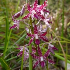 Dipodium variegatum at Vincentia, NSW - 31 Dec 2022