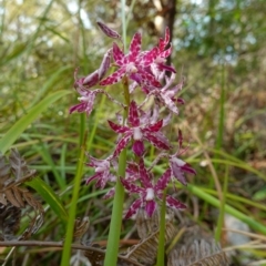 Dipodium variegatum at Vincentia, NSW - 31 Dec 2022