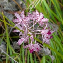 Dipodium variegatum at Vincentia, NSW - 31 Dec 2022