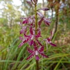 Dipodium variegatum at Vincentia, NSW - 31 Dec 2022