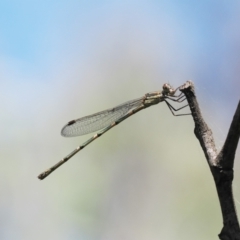 Austrolestes leda (Wandering Ringtail) at Paddys River, ACT - 2 Jan 2023 by RAllen