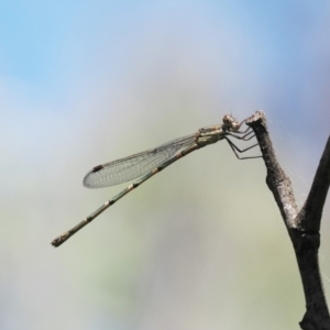 Austrolestes leda at Paddys River, ACT - 3 Jan 2023 10:49 AM