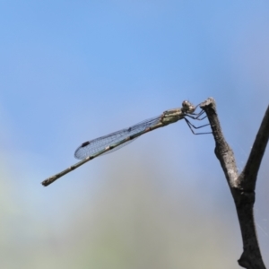 Austrolestes leda at Paddys River, ACT - 3 Jan 2023 10:49 AM