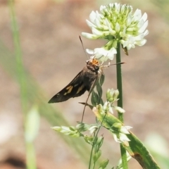 Trapezites phigalioides (Montane Ochre) at Gibraltar Pines - 2 Jan 2023 by RAllen