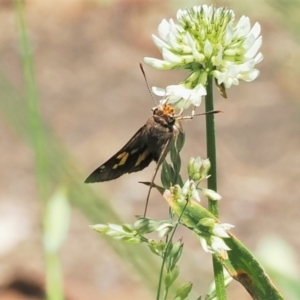 Trapezites phigalioides at Paddys River, ACT - 3 Jan 2023