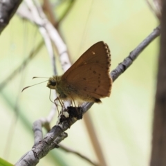 Timoconia flammeata (Bright Shield-skipper) at Paddys River, ACT - 3 Jan 2023 by RAllen