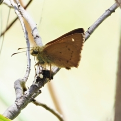 Timoconia flammeata at Paddys River, ACT - 3 Jan 2023 10:59 AM