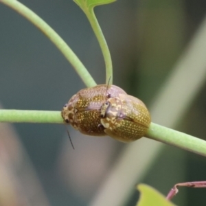 Paropsisterna cloelia at Carwoola, NSW - 6 Jan 2023