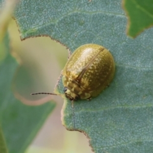 Paropsisterna cloelia at Carwoola, NSW - suppressed