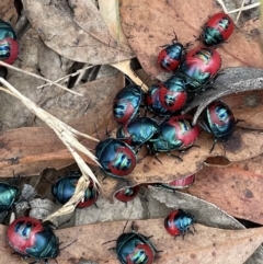 Choerocoris paganus (Ground shield bug) at Acton, ACT - 6 Jan 2023 by HelenWay