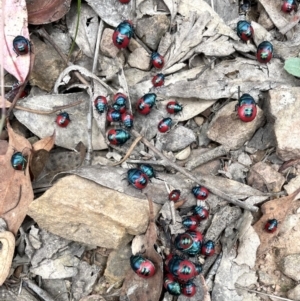 Choerocoris paganus at Acton, ACT - 6 Jan 2023 12:34 PM