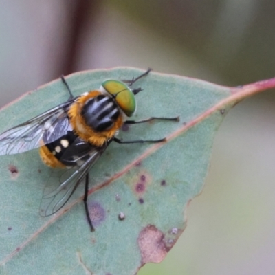 Scaptia (Scaptia) auriflua (A flower-feeding march fly) at QPRC LGA - 4 Jan 2023 by Liam.m