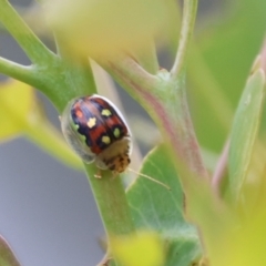 Paropsisterna annularis (A leaf beetle) at Carwoola, NSW - 6 Jan 2023 by Liam.m