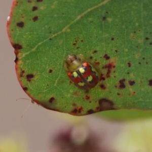 Paropsisterna annularis at Carwoola, NSW - 6 Jan 2023