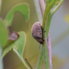 Trachymela sp. (genus) (Brown button beetle) at Carwoola, NSW - 6 Jan 2023 by Liam.m
