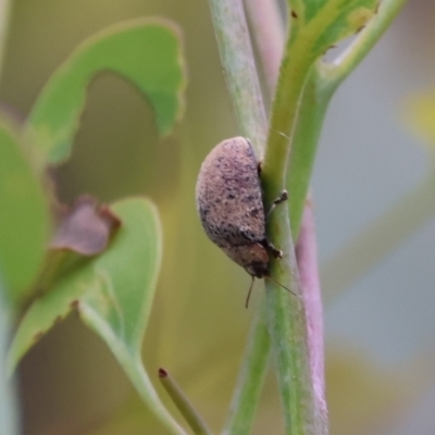 Trachymela sp. (genus) (Brown button beetle) at Carwoola, NSW - 6 Jan 2023 by Liam.m