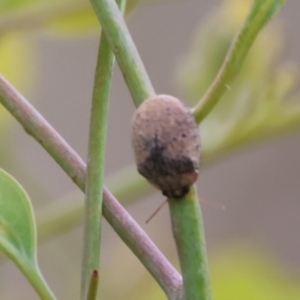 Trachymela sp. (genus) at Carwoola, NSW - 6 Jan 2023