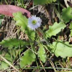 Lagenophora stipitata (Common Lagenophora) at Paddys River, ACT - 3 Jan 2023 by RAllen