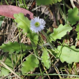 Lagenophora stipitata at Paddys River, ACT - 3 Jan 2023