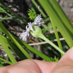 Lagenophora stipitata at Paddys River, ACT - 3 Jan 2023