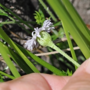 Lagenophora stipitata at Paddys River, ACT - 3 Jan 2023