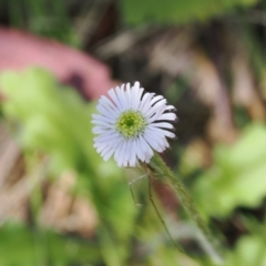 Lagenophora stipitata at Paddys River, ACT - 3 Jan 2023