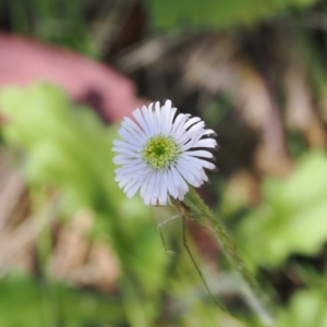 Lagenophora stipitata at Paddys River, ACT - 3 Jan 2023