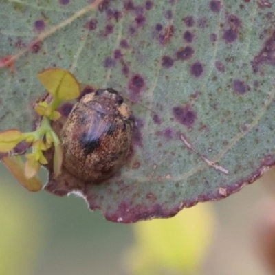 Trachymela sp. (genus) (Brown button beetle) at Carwoola, NSW - 6 Jan 2023 by Liam.m