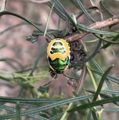 Commius elegans (Cherry Ballart Shield Bug) at Black Mountain - 6 Jan 2023 by HelenWay