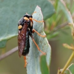 Perga dorsalis (Steel-blue sawfly, spitfire) at Carwoola, NSW - 5 Jan 2023 by Liam.m