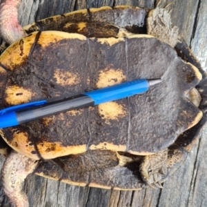 Chelodina longicollis at Bonython, ACT - 7 Aug 2022