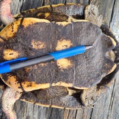 Chelodina longicollis (Eastern Long-necked Turtle) at Bonython, ACT - 7 Aug 2022 by Darren308