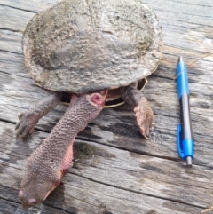 Chelodina longicollis at Bonython, ACT - 7 Aug 2022 10:04 AM