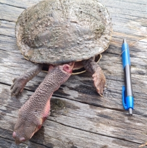 Chelodina longicollis at Bonython, ACT - 7 Aug 2022