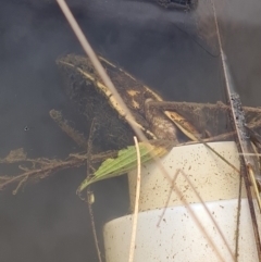 Chelodina longicollis at Bonython, ACT - 7 Aug 2022 10:04 AM