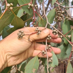 Eucalyptus camphora subsp. humeana at Bonython, ACT - 7 Aug 2022
