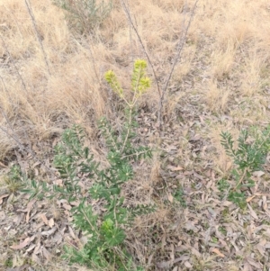 Banksia marginata at Bonython, ACT - 7 Aug 2022