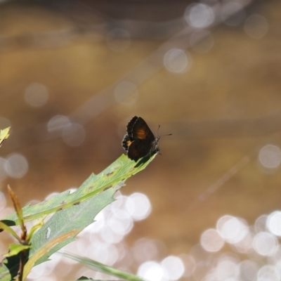 Paralucia aurifera (Bright Copper) at Namadgi National Park - 3 Jan 2023 by RAllen