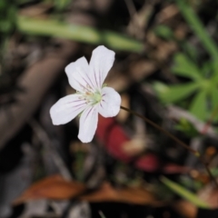 Geranium neglectum (Red-stemmed Cranesbill) at Paddys River, ACT - 3 Jan 2023 by RAllen