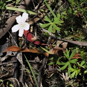 Geranium neglectum at Paddys River, ACT - 3 Jan 2023 11:36 AM