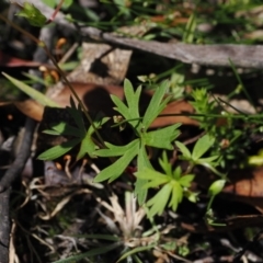 Geranium neglectum at Paddys River, ACT - 3 Jan 2023 11:36 AM