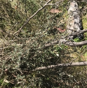 Leptospermum myrtifolium at Tennent, ACT - 15 Dec 2022 09:51 AM