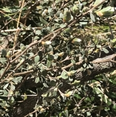 Leptospermum myrtifolium at Tennent, ACT - 15 Dec 2022 09:51 AM