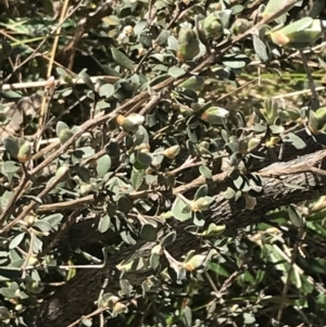 Leptospermum myrtifolium at Tennent, ACT - 15 Dec 2022