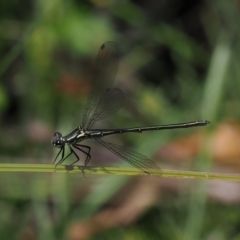 Griseargiolestes intermedius (Alpine Flatwing) at Gibraltar Pines - 3 Jan 2023 by RAllen