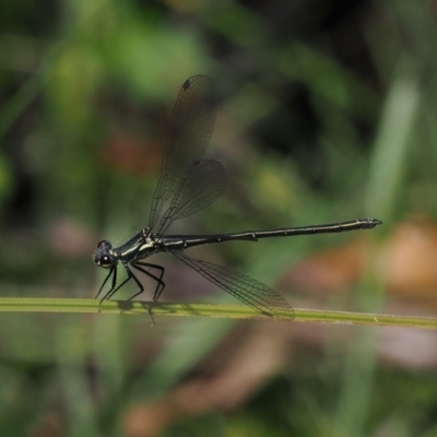 Griseargiolestes intermedius (Alpine Flatwing) at Gibraltar Pines - 3 Jan 2023 by RAllen