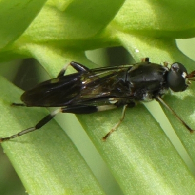 Exaireta spinigera (Garden Soldier Fly) at Braemar - 5 Jan 2023 by Curiosity